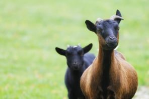 RSE dans l’agro : l’économie régénérative selon Olga